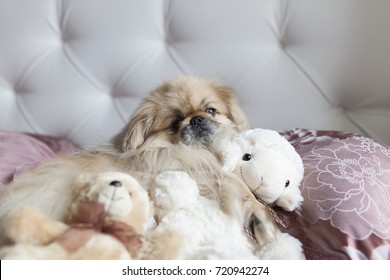Dog Pekingese lies in bed with your favorite toy sheep