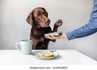 Dog As A Person Pays Bills Through A Contactless Payment Terminal Or By Bank Card. The Pet Pays In A Restaurant Or Store. A Smart Labrador Retriever Dog Capable Of Paying For Purchases And Food