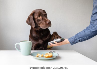 Dog As A Person Pays Bills Through A Contactless Payment Terminal Or By Bank Card. The Pet Pays In A Restaurant Or Store. A Smart Labrador Retriever Dog Capable Of Paying For Purchases And Food