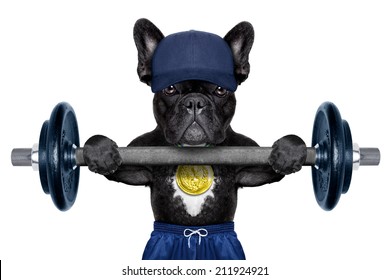 dog as personal trainer with gold medal lifting a dumbbell bar wearing a blue cap