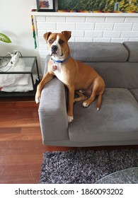 Dog Pet American Staffy On Couch