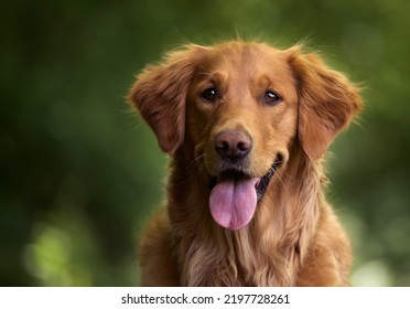 The Dog Is A Pet Animal. A Dog Has Sharp Teeth So That It Can Eat Flesh Very Easily, It Has Four Legs, Two Ears, Two Eyes, A Tail, A Mouth, And A Nose. It Is A Very Clever Animal And Is Very Useful 