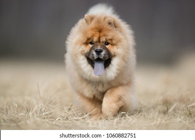 dog pet chow chow - Shutterstock ID 1060882751
