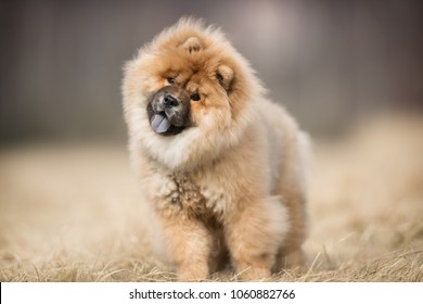 dog pet chow chow - Shutterstock ID 1060882766