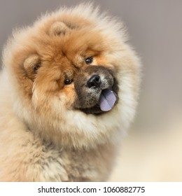 dog pet chow chow - Shutterstock ID 1060882775
