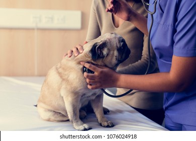 Dog At Pet Hospital