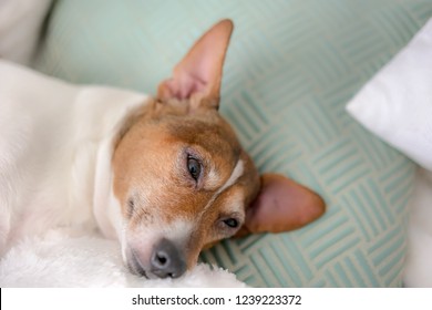 Cute Pets White Background Stock Photos Images Photography