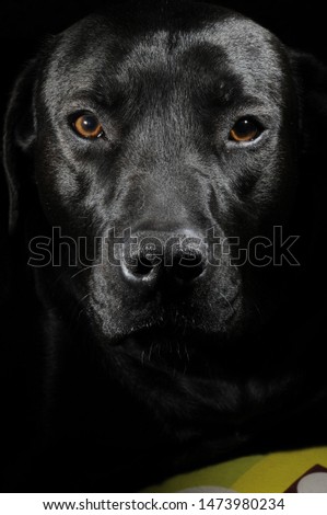 Similar – pursuer Dog Looking Snout