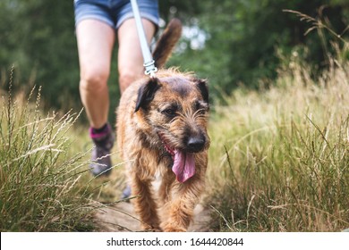 Dog And Pet Owner Walks Outdoors. Mixed Breed Terrier On Footpath. Woman Enjoying Hiking With Her Dog In Nature