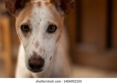 dog pet podenco nice Portrait
 - Shutterstock ID 1406902103
