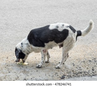 Dog Pet Sick Vomit Liquid