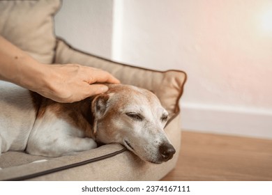 Dog petting by woman hand. Relaxed closed eyes. Close up elderly dog gray muzzle. Pet and owner care and trust - Powered by Shutterstock