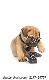 Dog Phone Call, Bullmastiff Puppy With A Phone On White Background