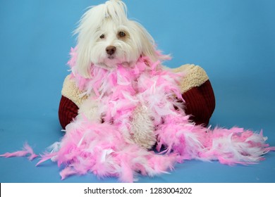 Dog Photo Shoot. Beautiful Maltese Dog With A Pink And White Feather Boa In A Dog Bed With A Blue Seamless Background. Valentines Day Dog Photo Shoot. 
