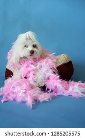 Dog Photo Shoot. Beautiful Maltese Dog With A Pink And White Feather Boa In A Dog Bed With A Blue Seamless Background. Valentines Day Dog Photo Shoot. 
