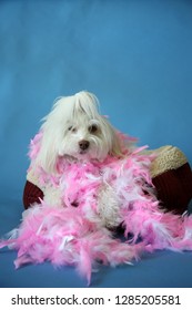 Dog Photo Shoot. Beautiful Maltese Dog With A Pink And White Feather Boa In A Dog Bed With A Blue Seamless Background. Valentines Day Dog Photo Shoot. 
