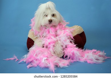 Dog Photo Shoot. Beautiful Maltese Dog With A Pink And White Feather Boa In A Dog Bed With A Blue Seamless Background. Valentines Day Dog Photo Shoot. 
