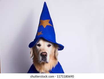 Dog Photo Shoot For Halloween 