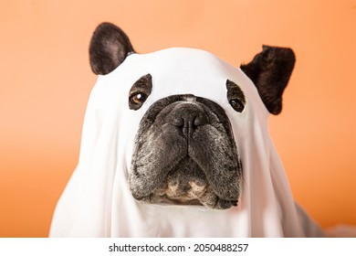 Dog Photo Shoot For Halloween