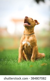 Dog Photo Shoot In The Park