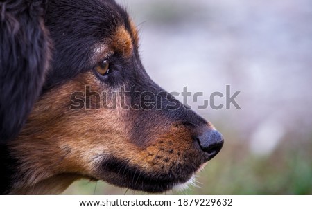 Dog photographed from profile. Dog's head and snout