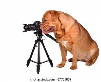 Dog Photographer With Camera Placed On Tripod