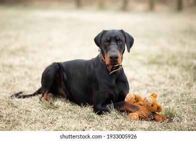 Dog Photography - Black Doberman Portrait