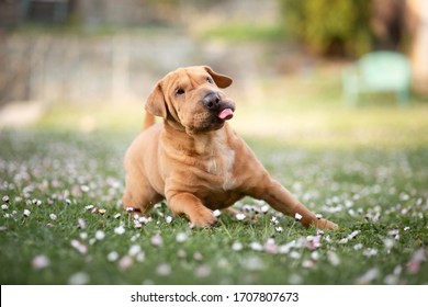 犬 伏せ の画像 写真素材 ベクター画像 Shutterstock