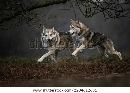 Similar – Wolves in nature Nature