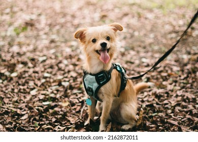 Dog Photoshoot Park Stock Photo 2162872011 | Shutterstock