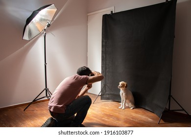 Dog photoshooting at the studio with all necessary equipment