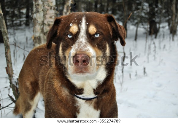 Dog Piercing Blue Eyes Husky Mix Stock Photo Edit Now