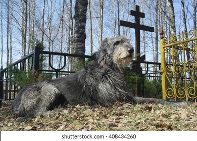 Dog Pining At The Grave