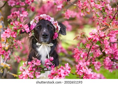 Dog With A Pink Flower Crown Inside A Cherry Blossom Tree