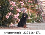 dog in pink oleander flowers outdoors. Gordon setter in nature