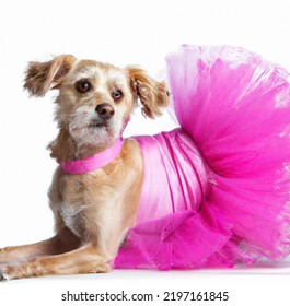 A Dog In A Pink Tutu