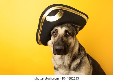 dog pirate - Eastern European shepherd dressed in a pirate ha on