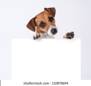 Dog with placard. Jack Russel terrier above white banner. template for gift certificate. Mockup

