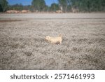 Dog in Plains blackfoot Flower field at Province Roi Et Thailand.