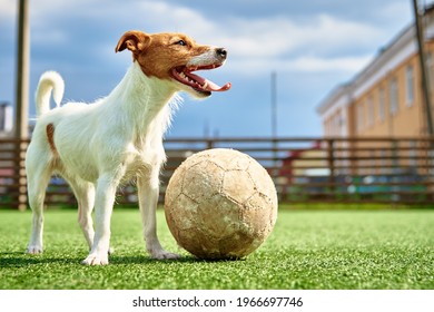 Dog Play With Football Ball On Green Grass