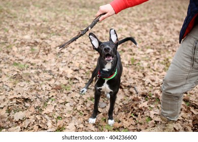 Dog Play In The Forest