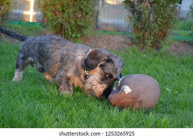 A Dog Playing With An American Football