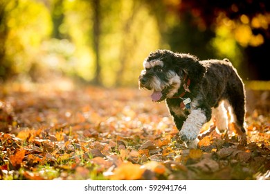 Dog Playing In The Autumn Scenery