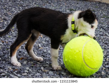 Dog playing with a ball