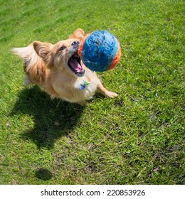 Dog Playing At The Ball