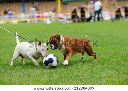 dog playing with ball on the green grass