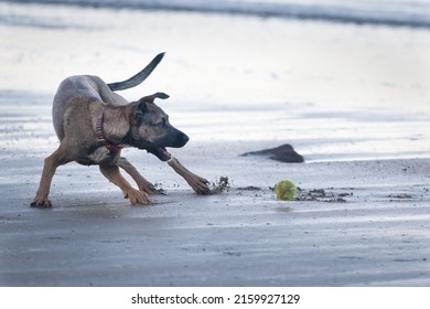 Dog playing with a ball on a sandy beach 