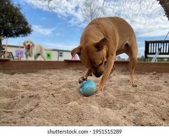 Dog Playing With Ball Outside