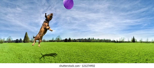 A Dog Playing With A Ball In A Park