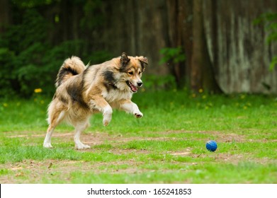 Dog Playing With Ball In The Yard